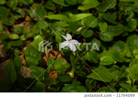 One species of the genus Pseudderanthemum (Pseuderanthemum sp) Family Fox 11764899