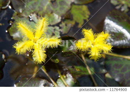 A kind of Asaza, Midweed 11764900