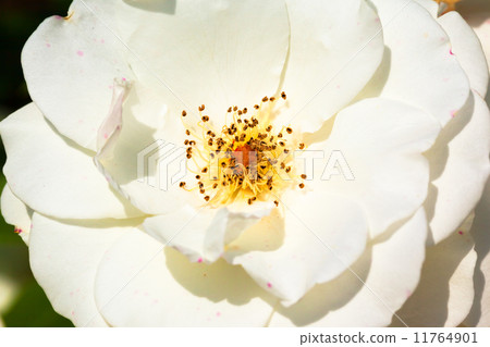 White roses, Fabulous 11764901