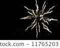 Fireworks 11765203