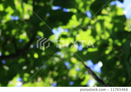 Komorebi Komorebi 11765468