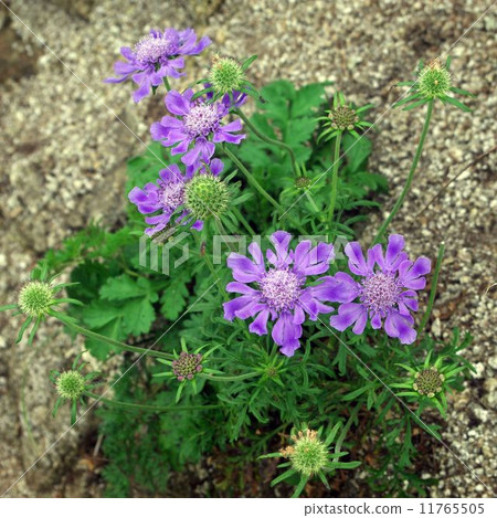 Takane buruma 11765505