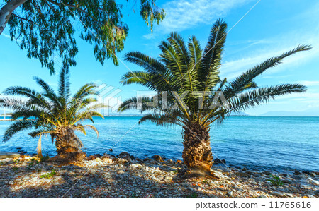 Palm tree on summer beach (Greece) 11765616