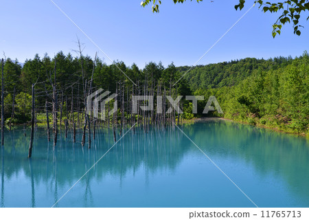 美瑛的藍塘 11765713