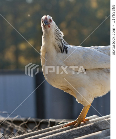 white speckled free range hen white speckled free range hen 11765869
