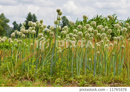 blossoming onion blossoming onion 11765876