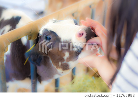 小牛為女人學徒 小牛為女人學徒 11765998