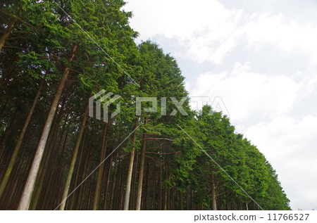 Hinoki stand Hinoki stand 11766527