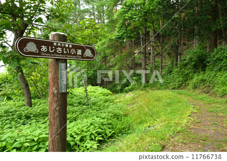 Walking Ueda · Hydrangea path Shiota Hiradai 11766738