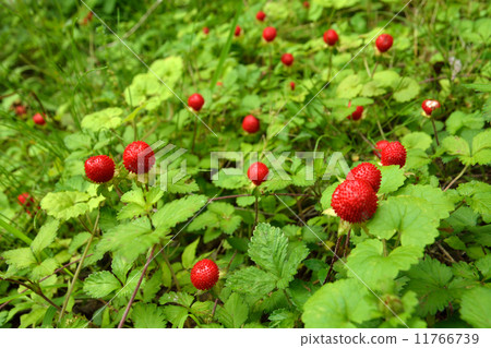 Plants · Heavy rye strawberry 11766739