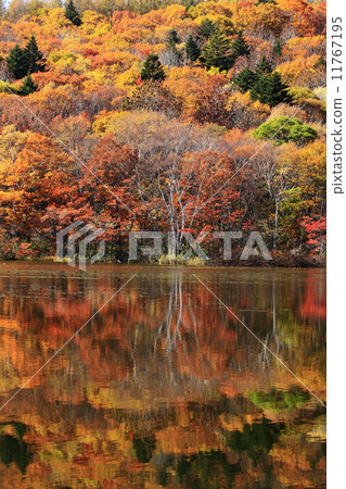 在秋葉的Togakushi高原 在秋葉的Togakushi高原 11767195