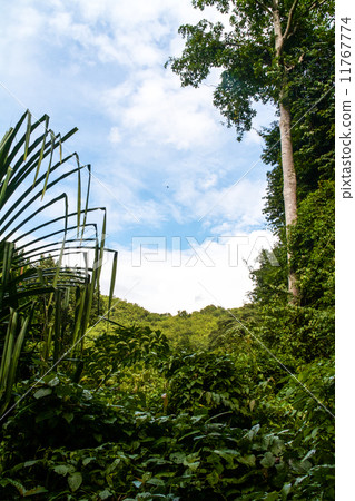 Beautiful rain forest Beautiful rain forest 11767774
