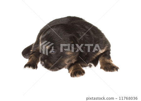 Funny puppy Chihuahua poses on a white background 11768036