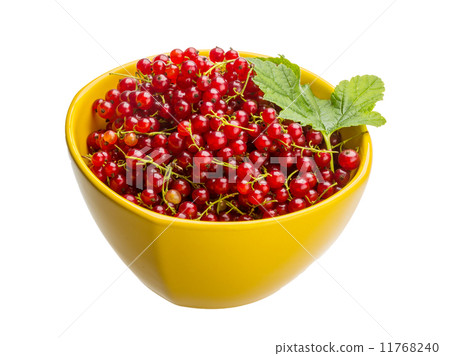 Red currant 11768240