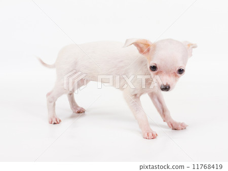 Funny puppy Chihuahua poses on a white background 11768419