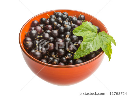 Black currant 11768724