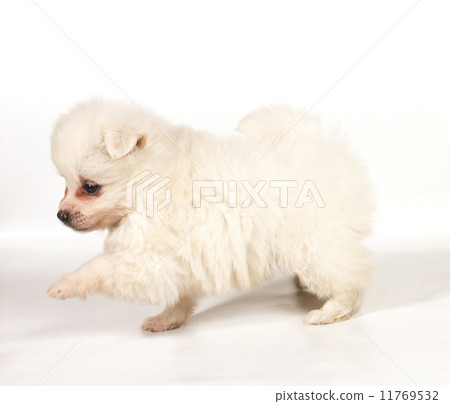Pomeranian dog isolated on a white background 11769532