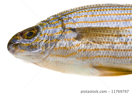 图库照片: salema porgy - sarpa fish