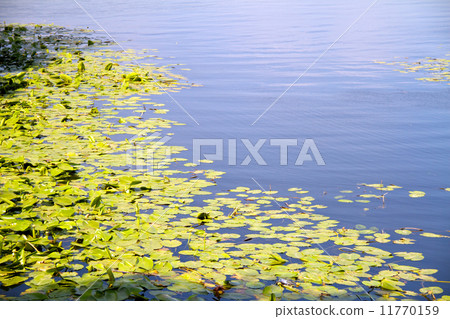 Dnipro river coast 11770159