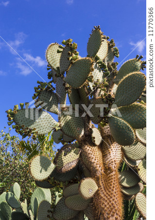 Cactus Opuntia Cactus Opuntia 11770366
