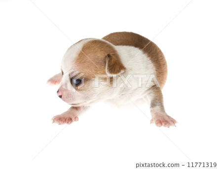 Funny puppy Chihuahua poses on a white background 11771319