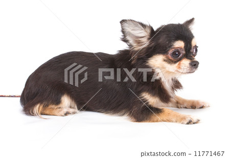 Funny puppy Chihuahua poses on a white background Funny puppy Chihuahua poses on a white background 11771467