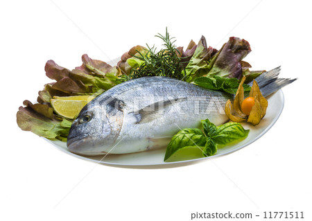 Fresh raw dorada 11771511
