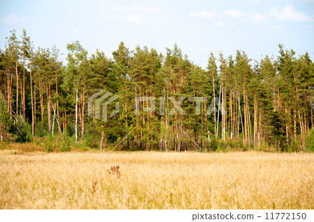 grass valley in forest during summer 11772150