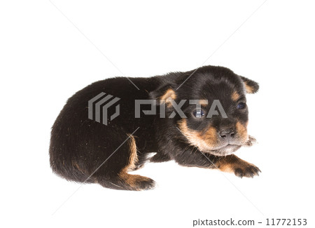 Funny puppy Chihuahua poses on a white background 11772153