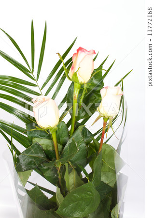 Close-up shot of roses 11772168