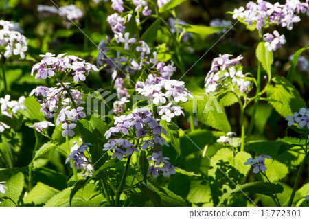Spring flowers in the garden 11772301