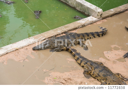Crocodile Crocodile 11772838