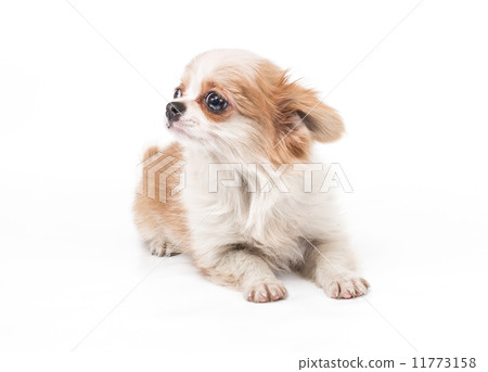 Funny puppy Chihuahua poses on a white background Funny puppy Chihuahua poses on a white background 11773158