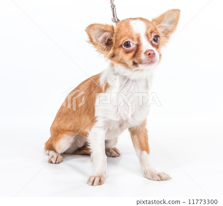 Funny puppy Chihuahua poses on a white background 11773300