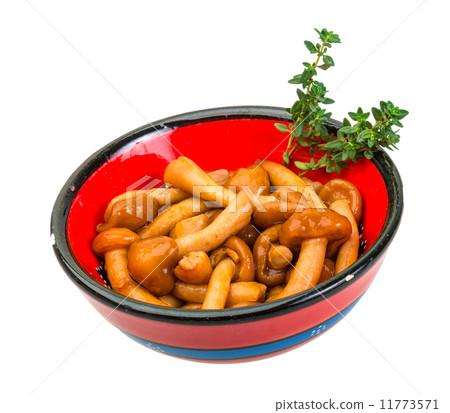 Armillaria Armillaria 11773571