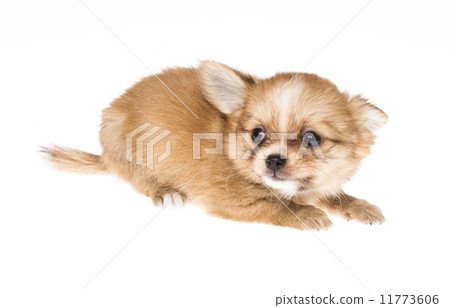 Funny puppy Chihuahua poses on a white background 11773606