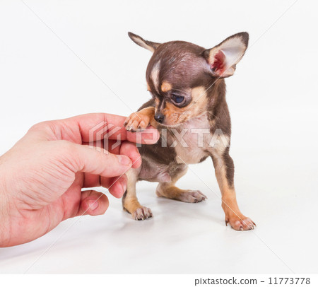 Funny puppy Chihuahua poses on a white background Funny puppy Chihuahua poses on a white background 11773778