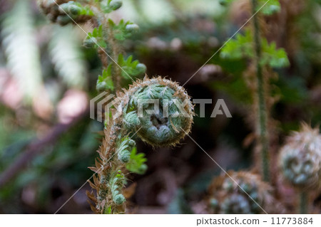 young fern leaf. nature background 11773884