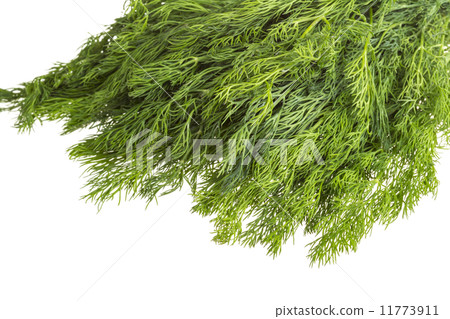 Dill herb 11773911
