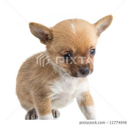 Chihuahua Chihuahua 11774046