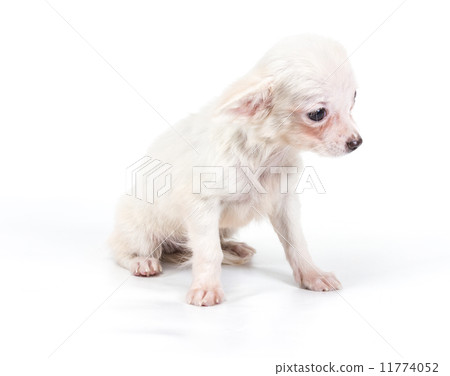 Funny puppy Chihuahua poses on a white background 11774052