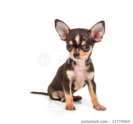 Funny puppy Chihuahua poses on a white background 11774064