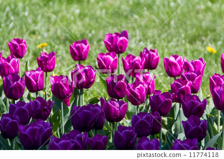 tulips in spring sun tulips in spring sun 11774118