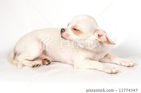 Chihuahua puppy on white background Chihuahua puppy on white background 11774347