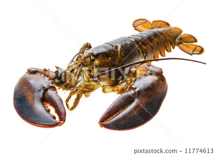 Raw lobster 11774613