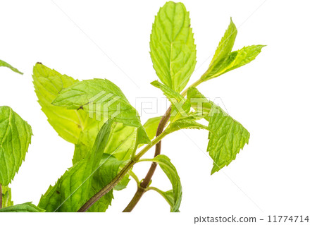 Peppermint 11774714