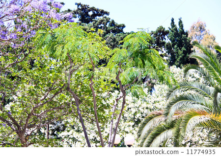 Nice garden with flowers and green lawn Nice garden with flowers and green lawn 11774935