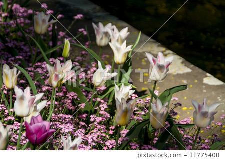 tulips in spring sun tulips in spring sun 11775400