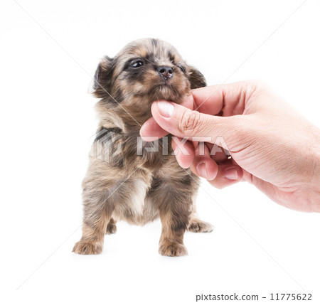 Funny puppy Chihuahua poses on a white background Funny puppy Chihuahua poses on a white background 11775622