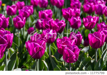 tulips in spring sun tulips in spring sun 11775799